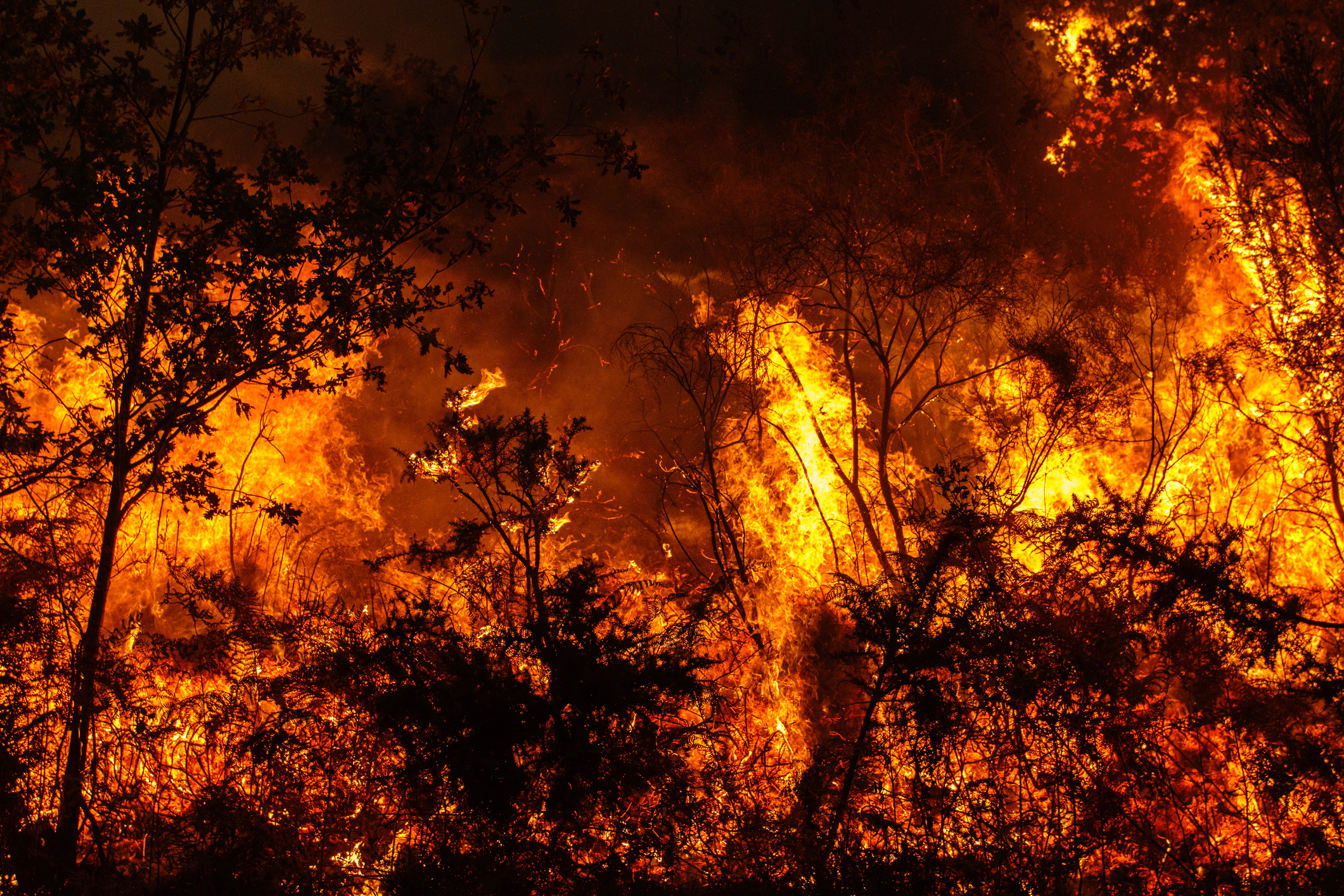 Пожар леса абстракция