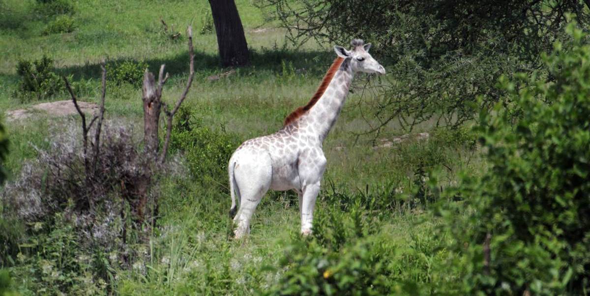 Белый жираф Омо