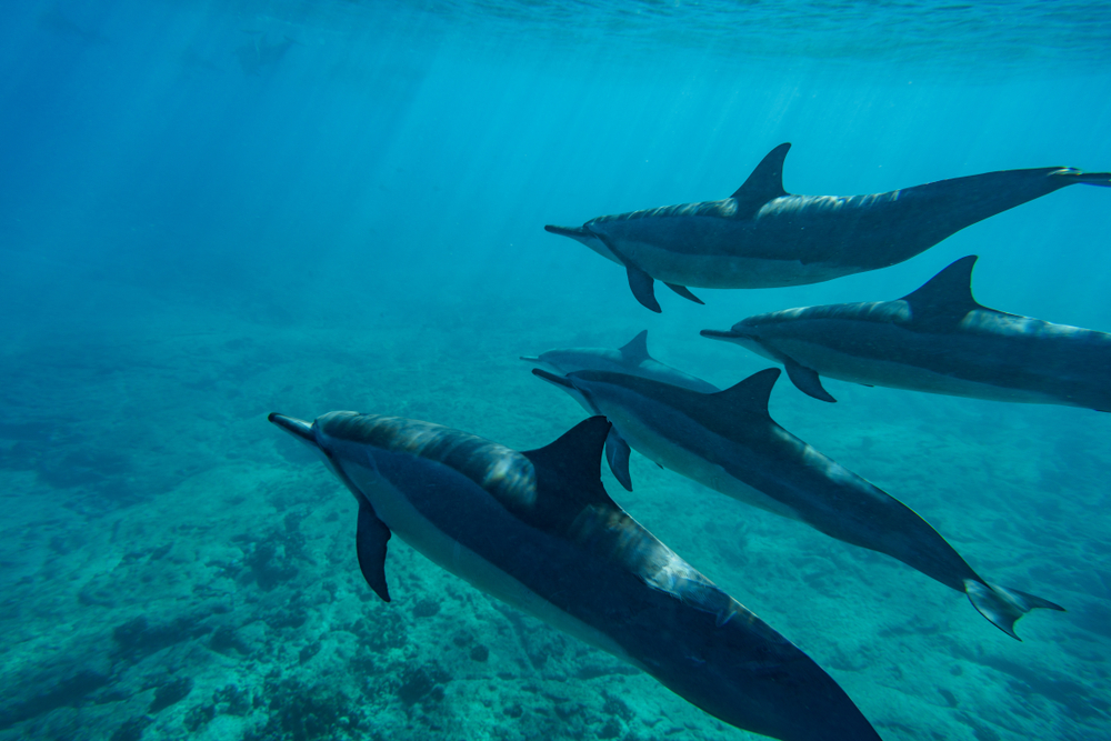 На Гавайях собираются запретить плавание с дельфинами.Вокруг Света. Украина