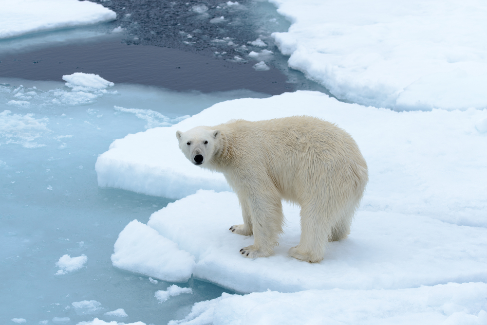 12 интересных фактов о Северном полюсе.Вокруг Света. Украина