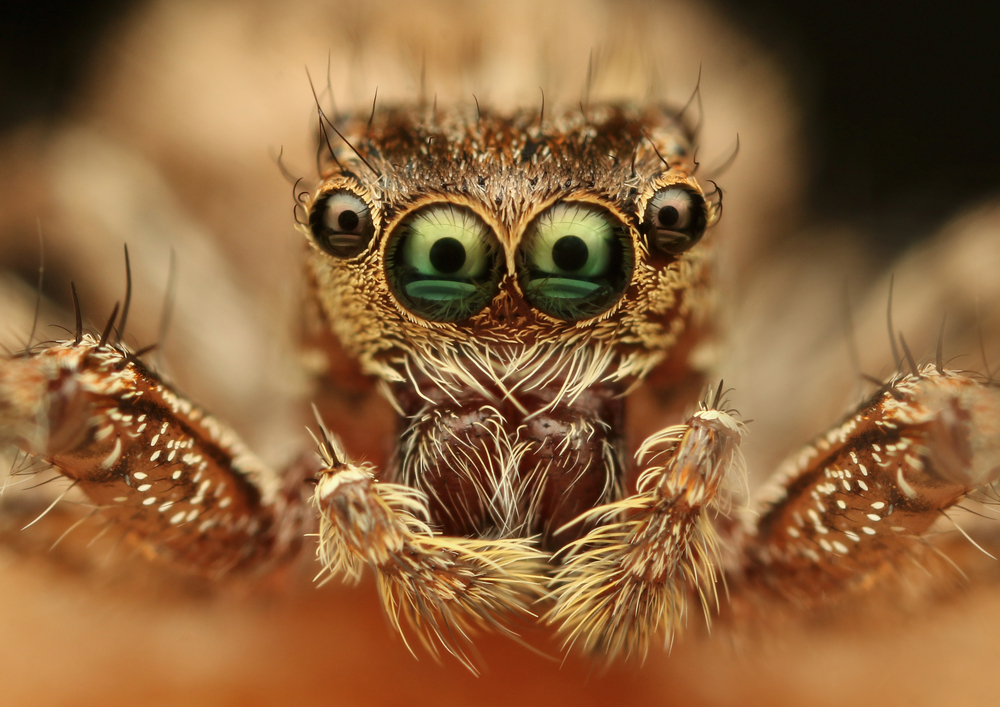 Горбатка, квітка диявола та скорпіонова муха: найдивніші комахи світу