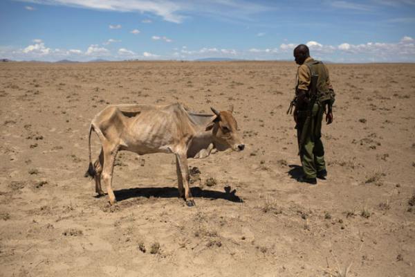 Кения страдает от небывалой засухи