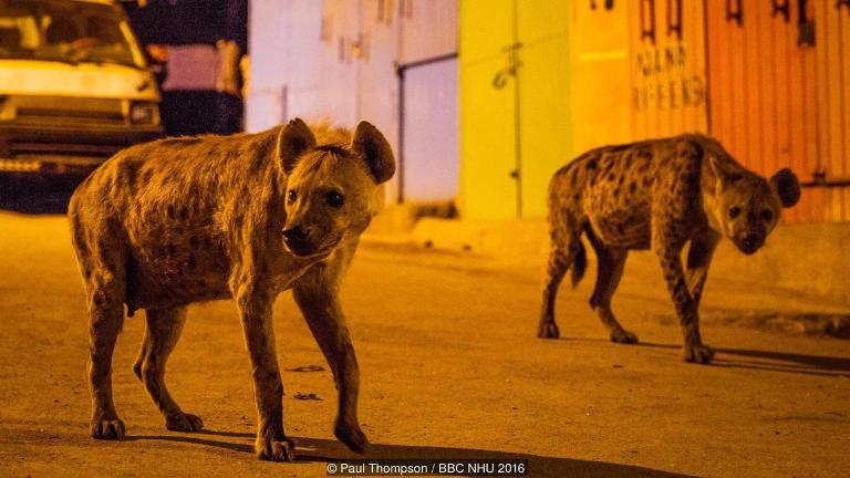Дикие животные в городах: как выжить всем.Вокруг Света. Украина