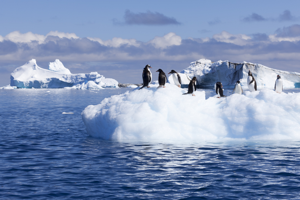 Пингвины и одиночество: скоро начнет свою работу 22-я Украинская антарктическая экспедиция.Вокруг Света. Украина