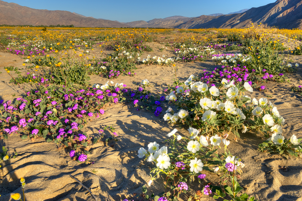 Пустыня в Калифорнии «взорвалась» цветами.Вокруг Света. Украина