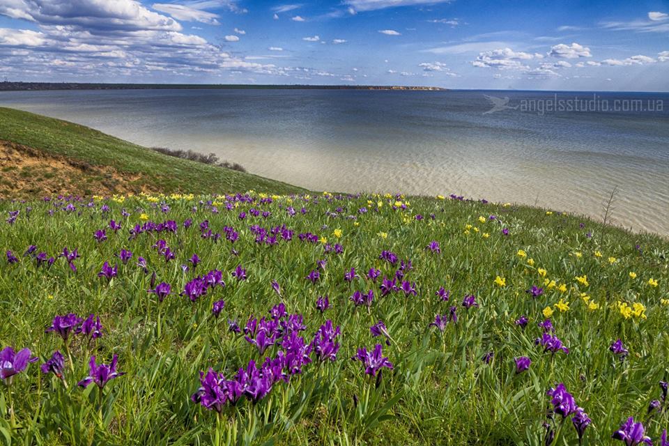 Там, где море встречается со степью: в Украине расцвела долина ирисов