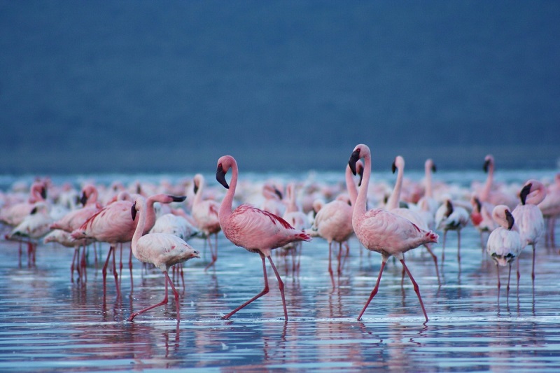 Накуру – уникальное розовое озеро фламинго