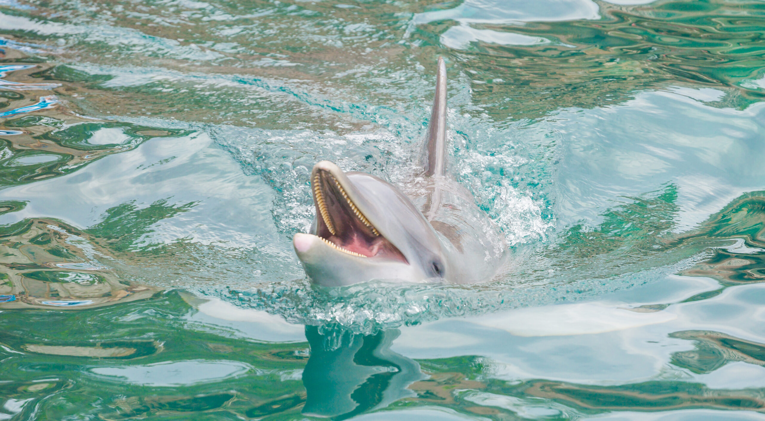 20 интересных фактов о дельфинах.Вокруг Света. Украина