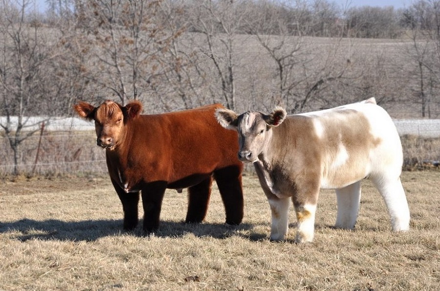 Гламурные плюшевые коровы из Айовы.Вокруг Света. Украина