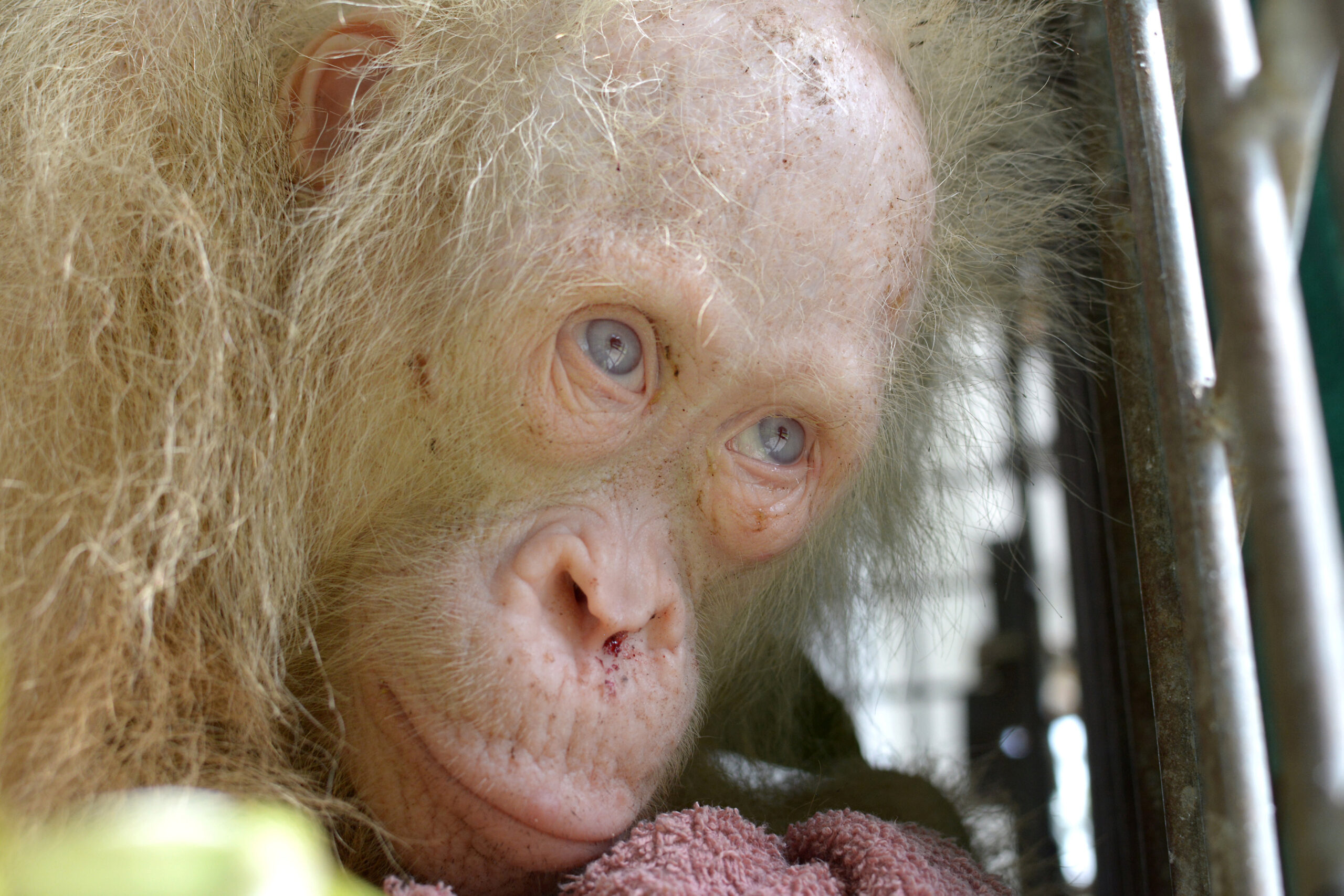 В Индонезии спасли редкого орангутанга-альбиноса.Вокруг Света. Украина