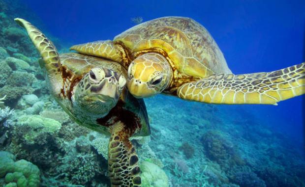 Сегодня Всемирный день черепахи | 23 мая праздник - Вокруг Света