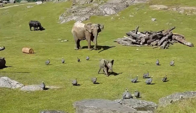 Слоненок играет в догонялки