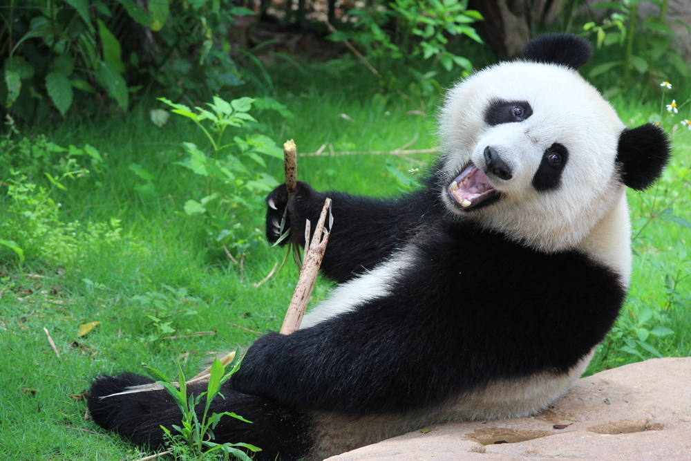 В Китае появится первый в мире туристический маршрут для тех, кто обожает панд.Вокруг Света. Украина