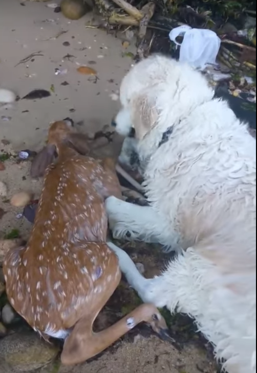 В Нью-Йорке пес спас тонущего олененка: трогательное видео.Вокруг Света. Украина