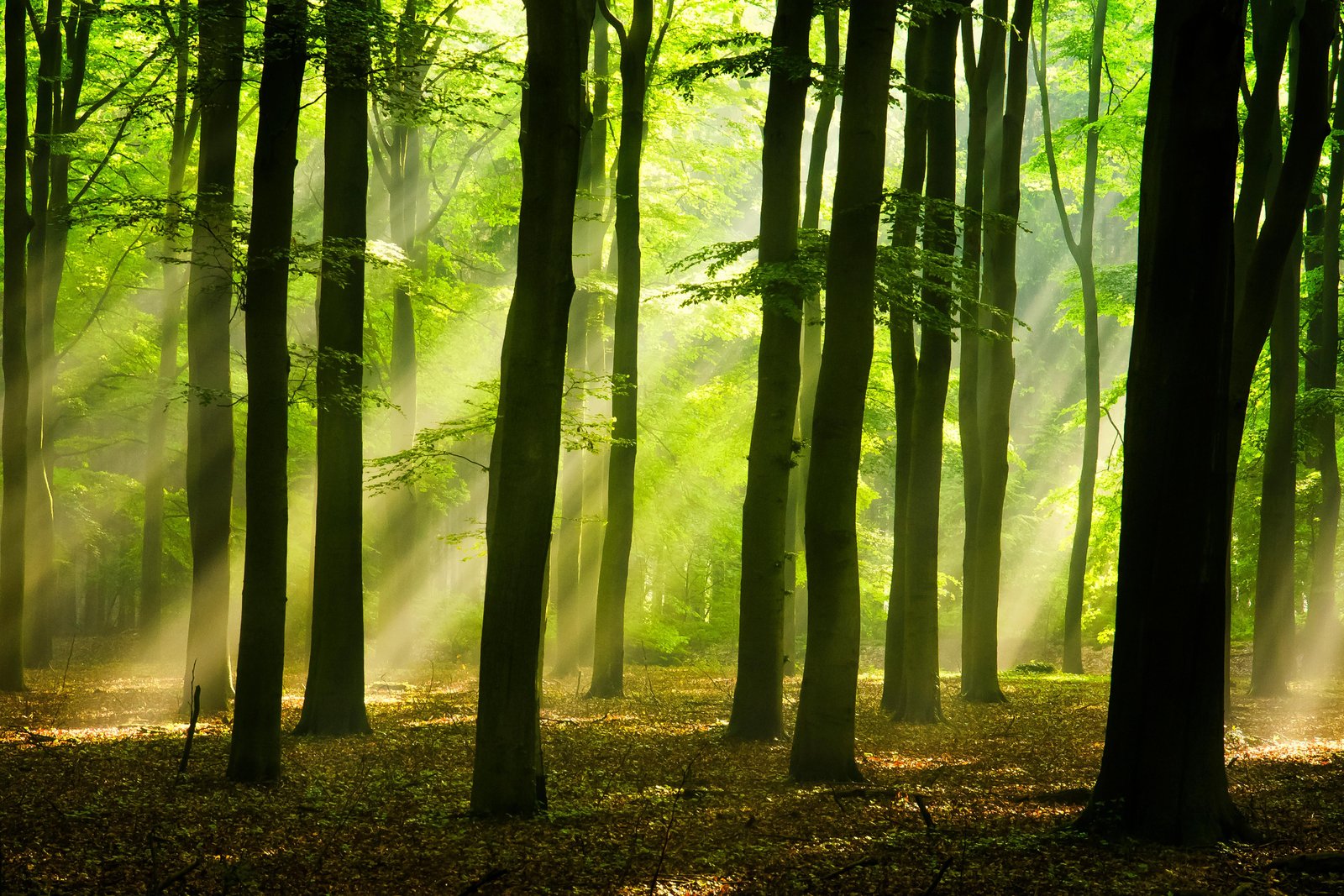 Буковые леса Карпат стали частью Всемирного наследия ЮНЕСКО.Вокруг Света. Украина