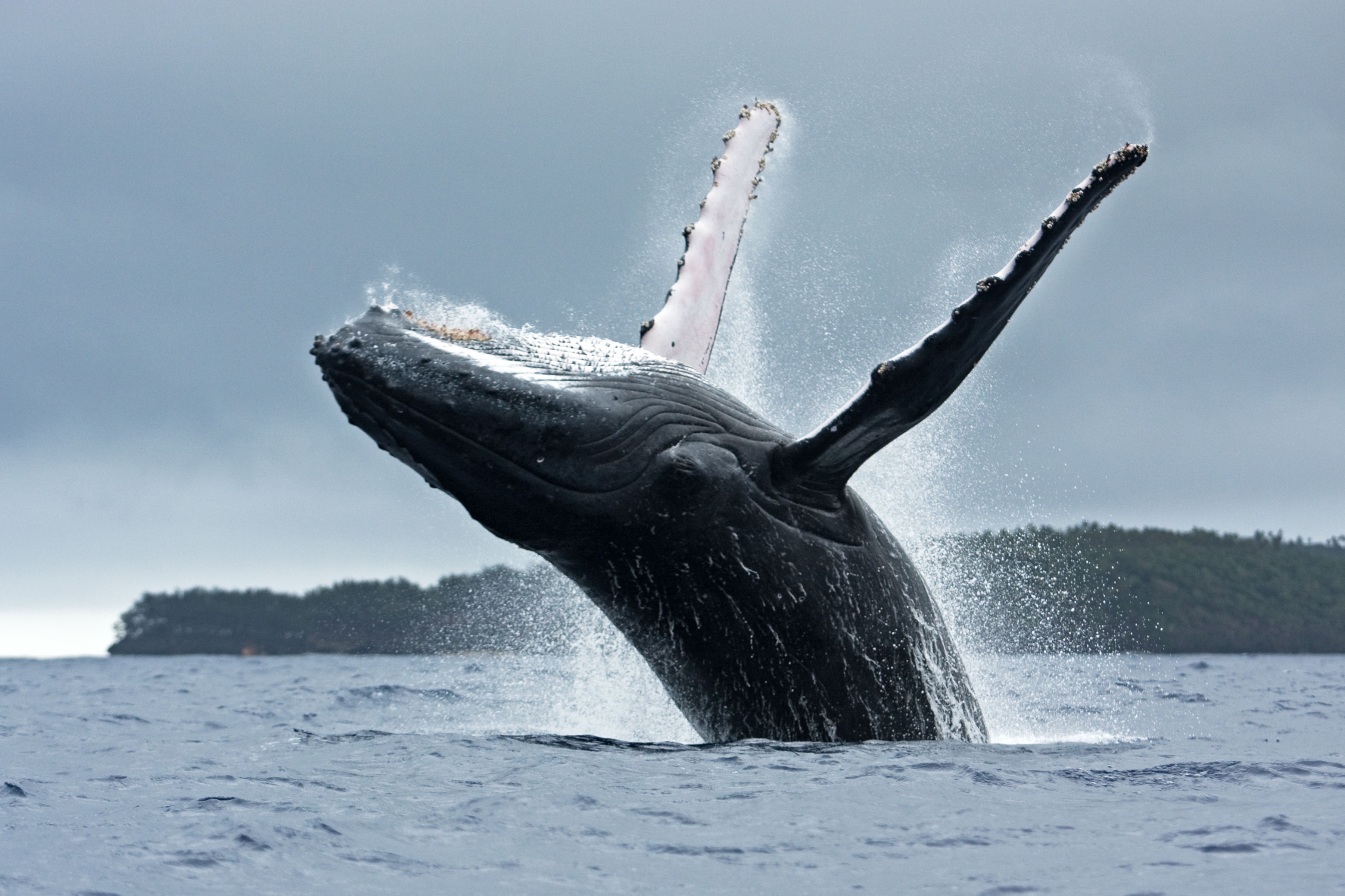 Киты водятся в море. Китообразные горбатый кит. Горбач горбатый кит. Кит Горбач хвост. Гренландский кит прыжок.