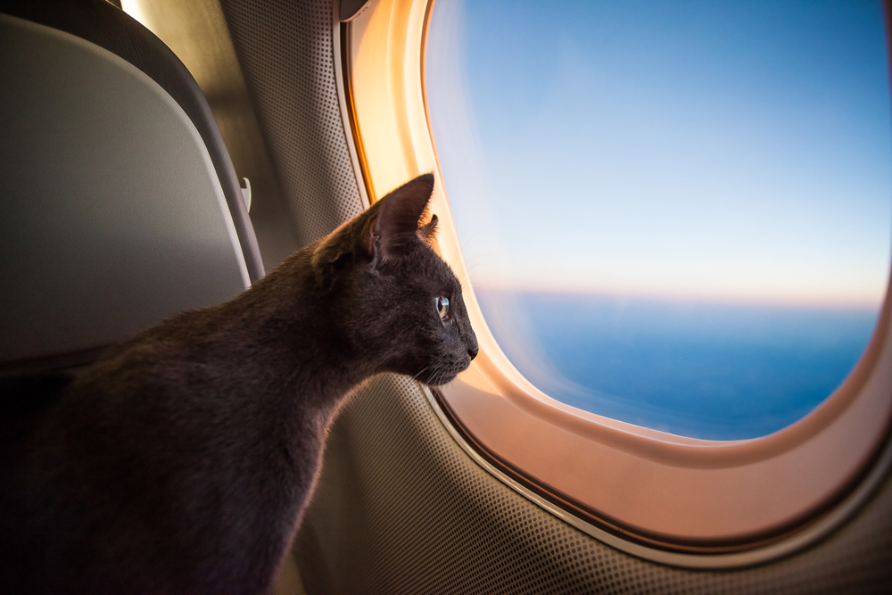 10 авиакомпаний мира, которые позволяют путешествовать с котом подмышкой.Вокруг Света. Украина