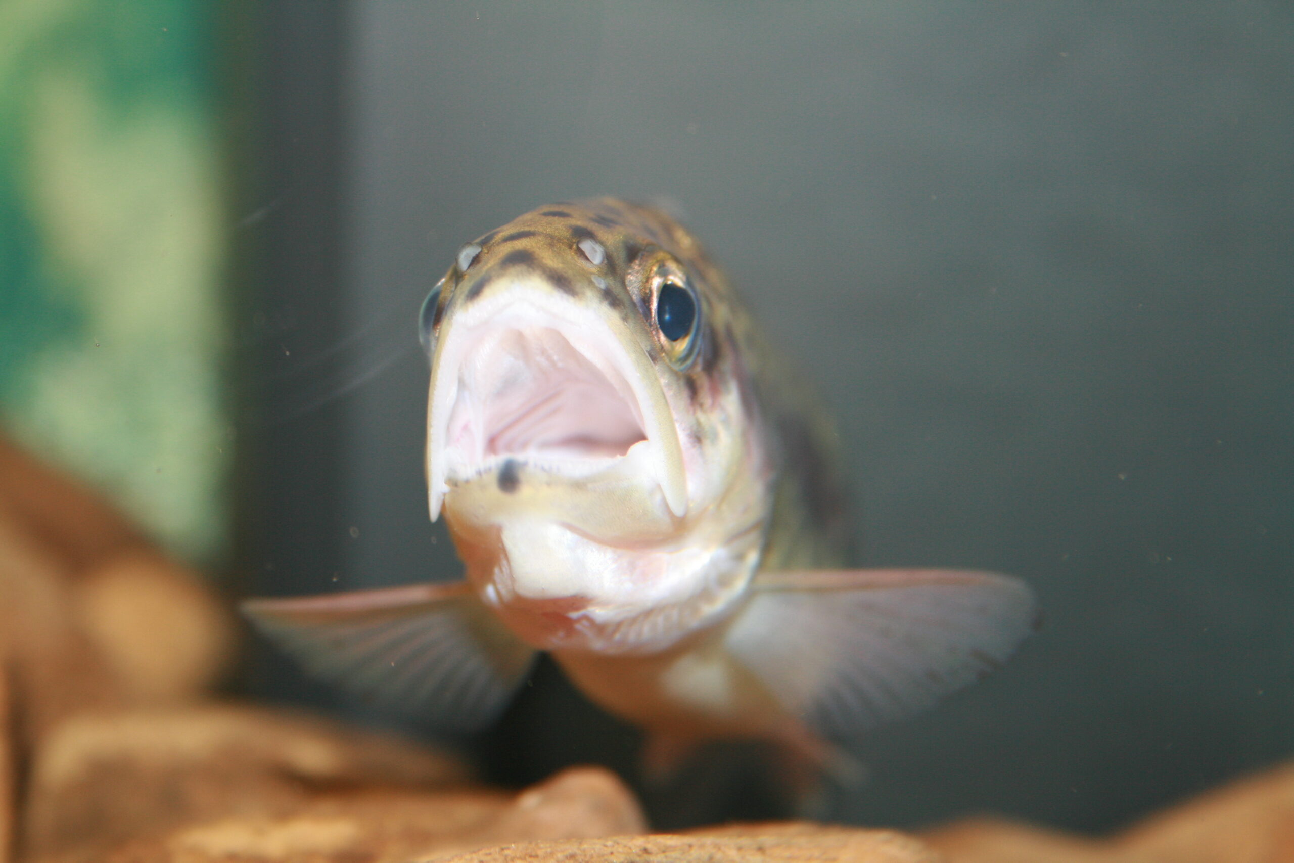 Рыбы-самцы превращаются в самок из-за загрязнения воды