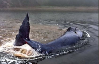 Гренландский кит застрял в устье реки в Хабаровском крае.Вокруг Света. Украина