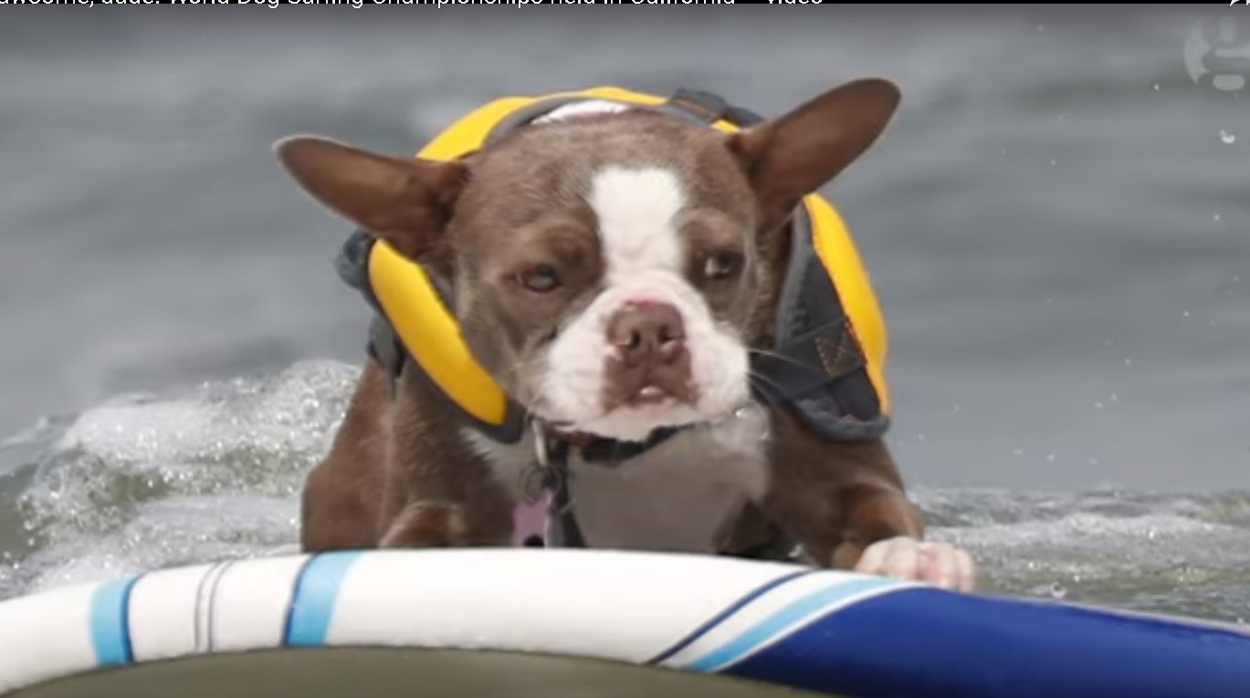 В Калифорнии прошли соревнования собак-серферов