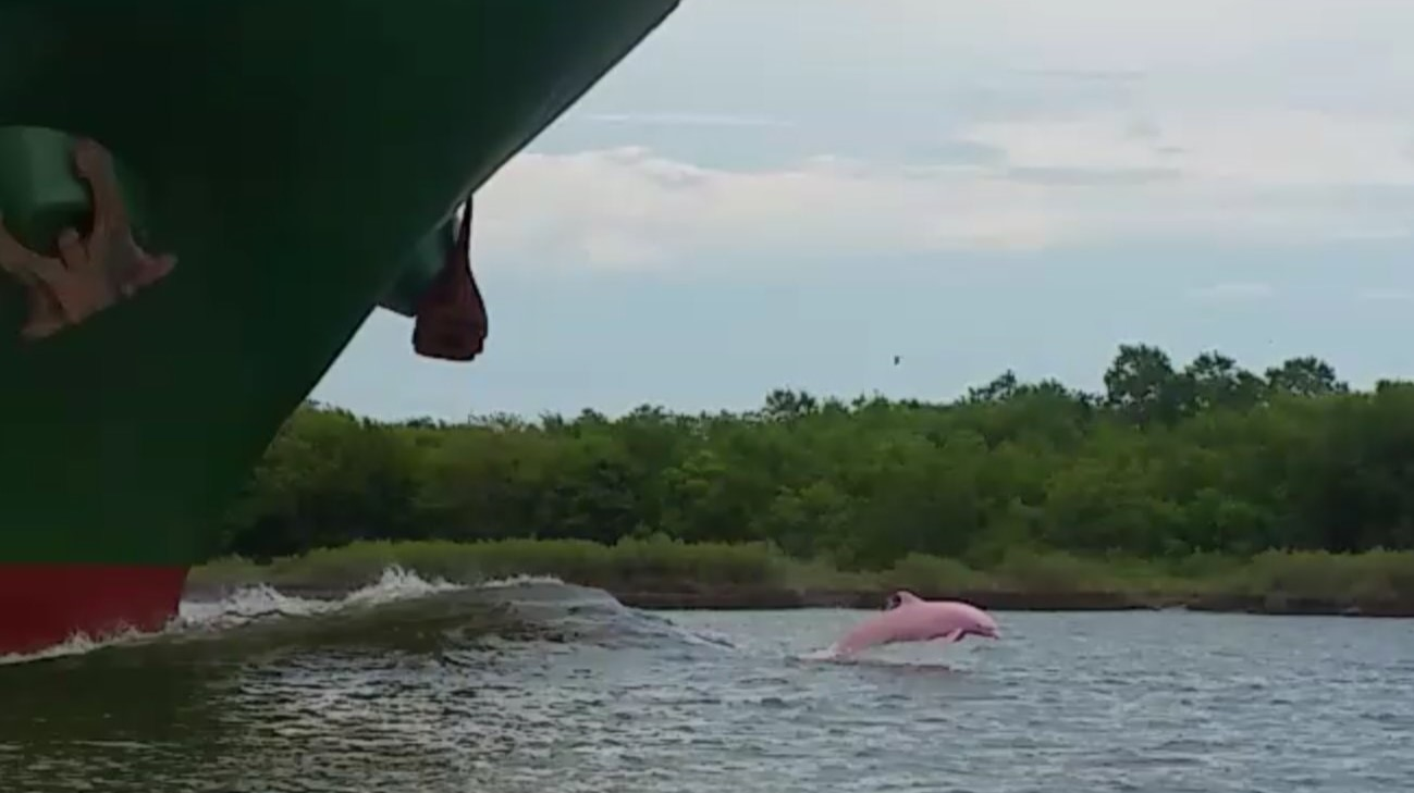 «Розовые дельфины существуют»: редкий кадр в Луизиане.Вокруг Света. Украина