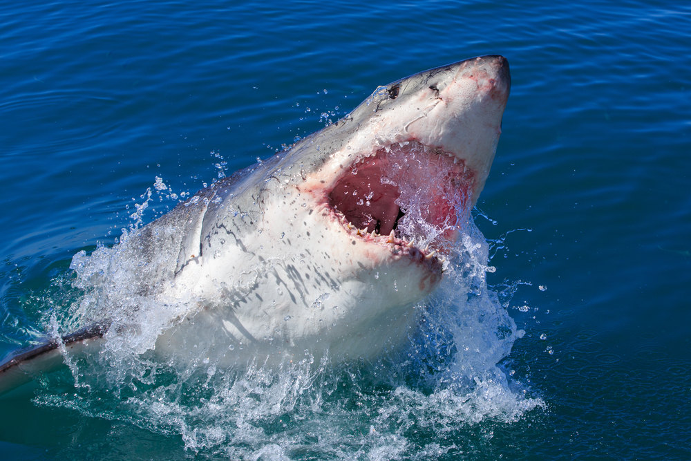 Жестокое пиршество: акулы охотятся у берегов Лонг-Айленда