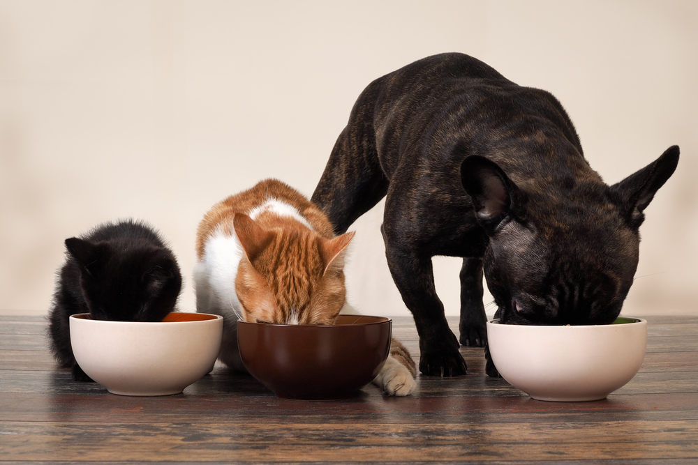 Кошки и собаки в США едят столько мяса, что это серьезно влияет на климат Земли.Вокруг Света. Украина