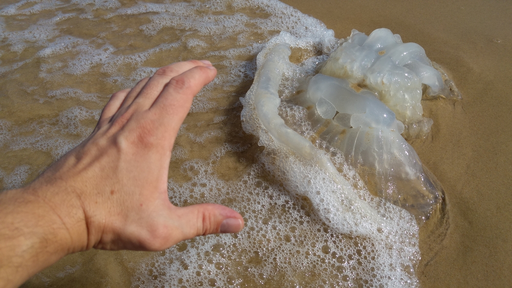 Из медуз решили делать чипсы