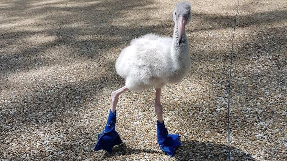 По Сингапуру гуляет фламинго в синих ботинках