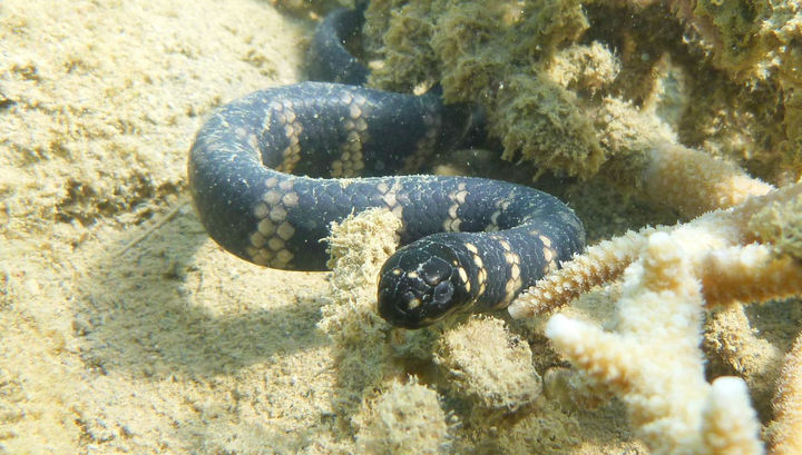Морские змеи почернели из-за грязной воды.Вокруг Света. Украина