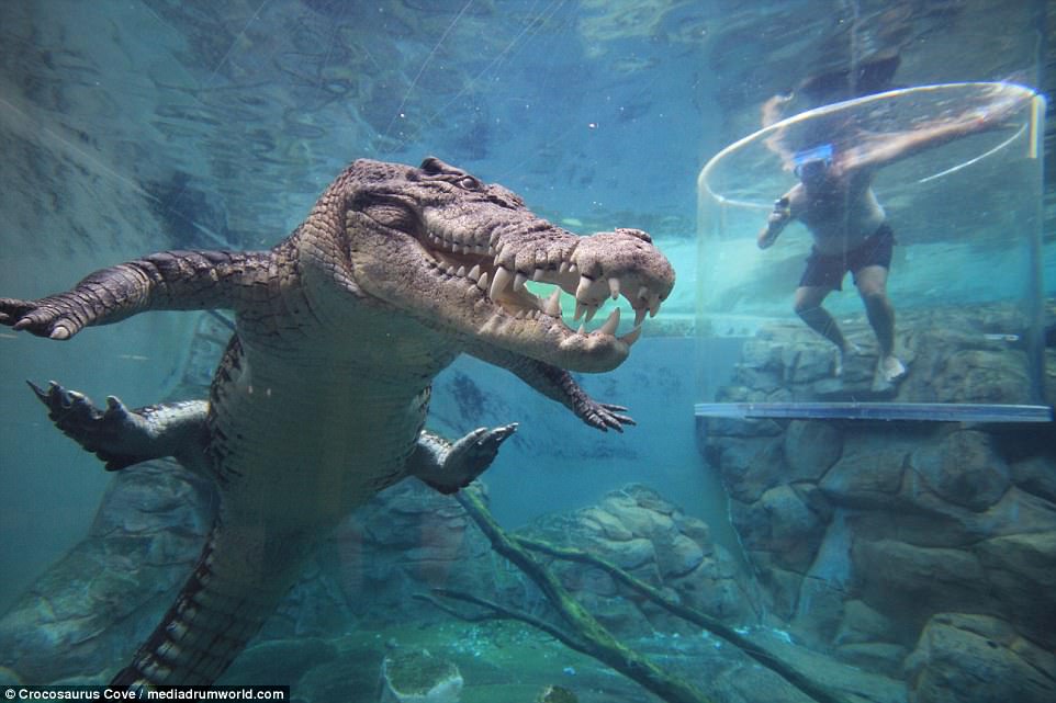 Клетка смерти: в Австралии туристы наблюдают за обедом крокодила из-под воды