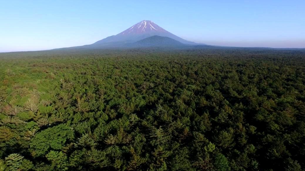 Аокигахара: японский лес, куда приходят умирать.Вокруг Света. Украина