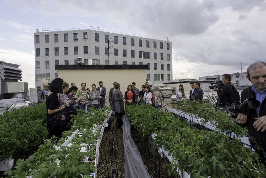 Небесный огород: почтальоны Парижа собираются выращивать овощи на крыше.Вокруг Света. Украина