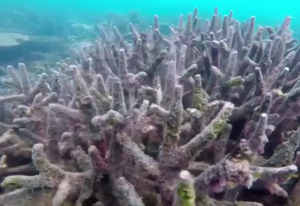 NASA создает самую глубокую ферму кораллов в мире