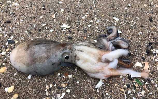 На британский пляж выбросились осьминоги.Вокруг Света. Украина