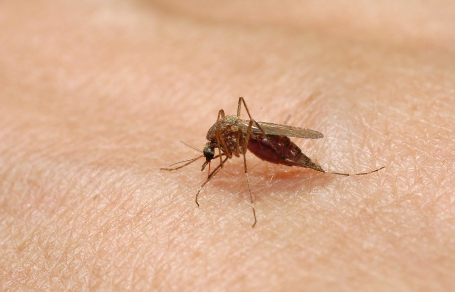 Для чого потрібні комарі в природі?