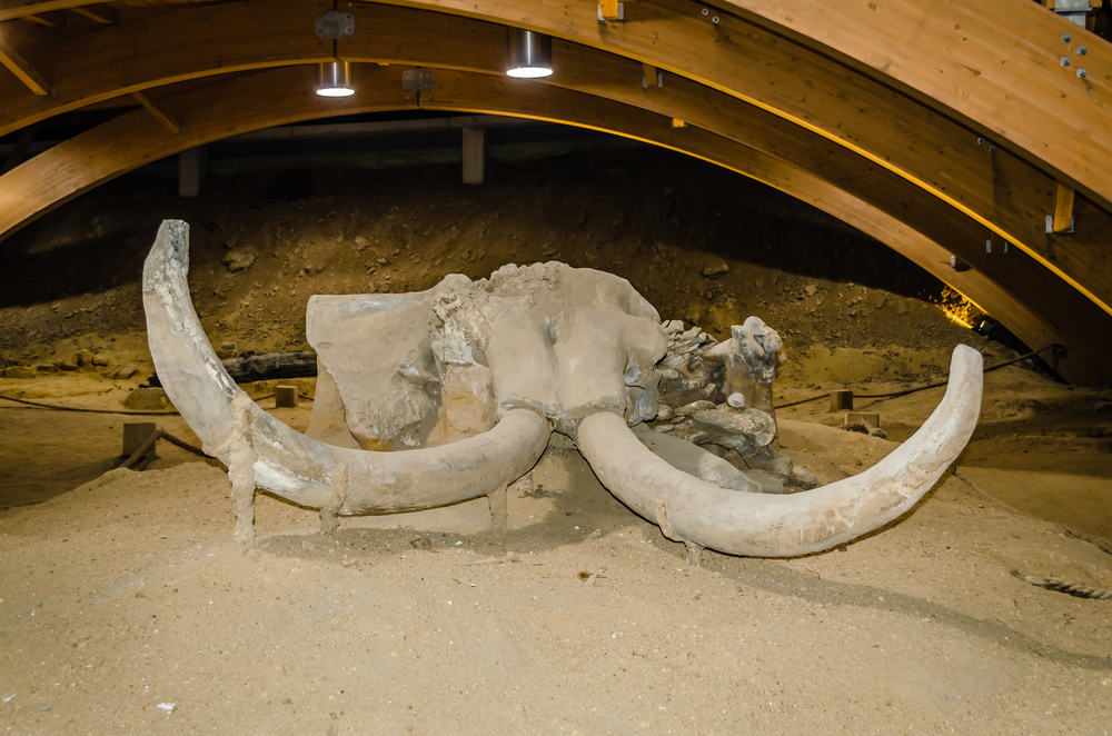 Кости мамонта нашли под стеной детского сада в Бердянске.Вокруг Света. Украина
