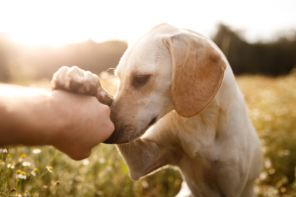 Собаки используют мимику для общения с людьми.Вокруг Света. Украина