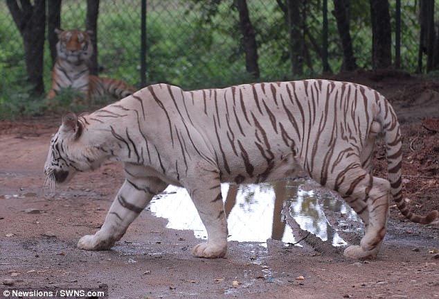 В Индии тигры съели работника зоопарка.Вокруг Света. Украина
