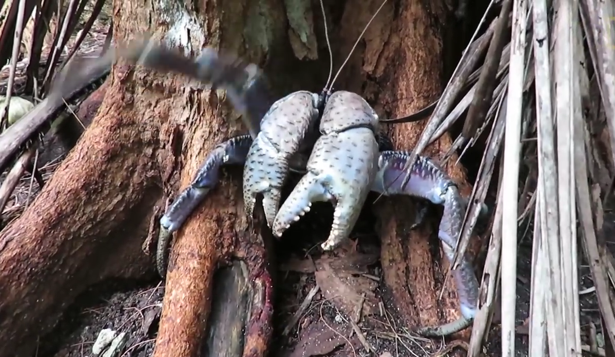 Ночная охота: гигантский кокосовый краб поймал спящую птицу