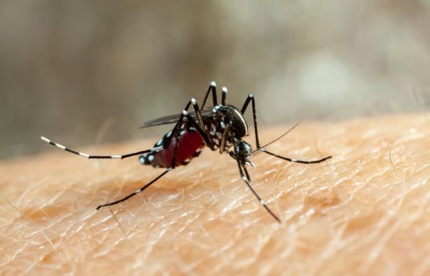 Зоозащитница окаменела после укуса комара на Суматре