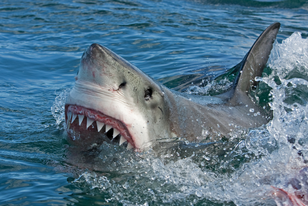 На Кубе впервые за 60 лет акула убила человека.Вокруг Света. Украина