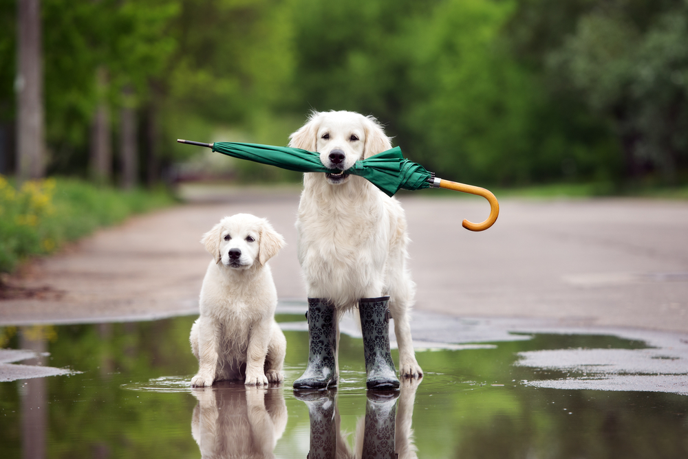 Познакомить с бородачом и раскрыть зонтик: как правильно воспитать собаку.Вокруг Света. Украина