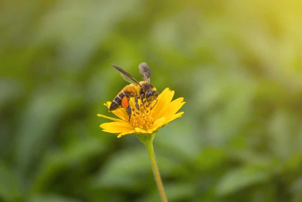 Среди пчел нашлись «правши» и «левши».Вокруг Света. Украина
