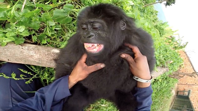 Что будет, если пощекотать гориллу?