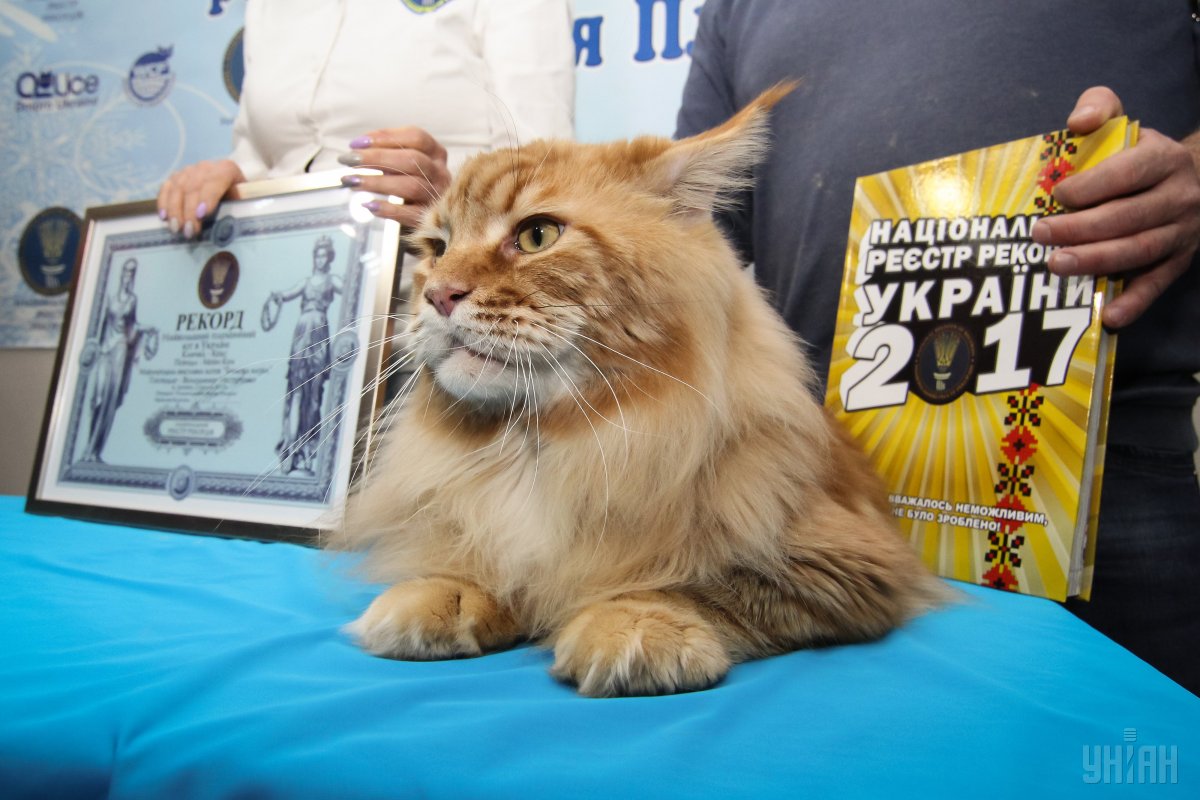 Книга рекордов котов. Кот рекордсмен. Мейн кун кекс. Самые большие котики в мире. Украинский кот.