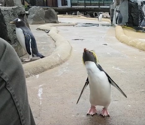 Радуемся как пингвин!