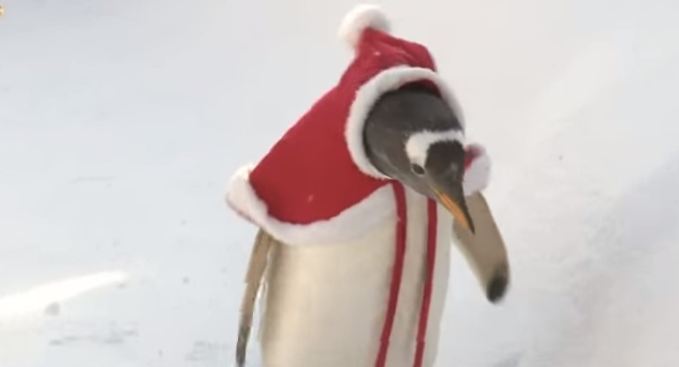 В зоопарке Китая пингвинов нарядили Санта-Клаусами
