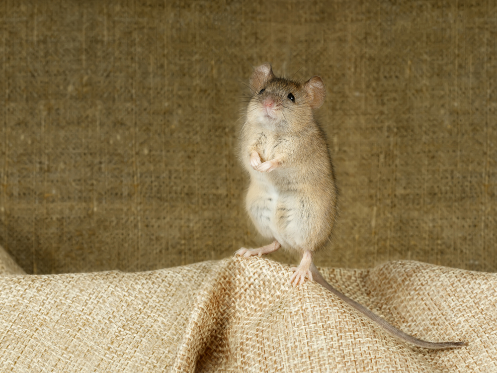 Ученые предлагают опасный способ борьбы с городскими крысами.Вокруг Света. Украина
