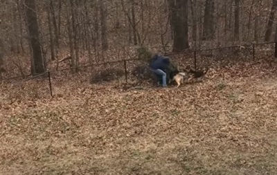 В США домашние собаки потребовали не выбрасывать елку.Вокруг Света. Украина